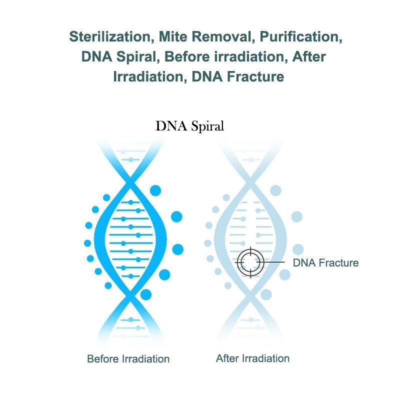 DNA spiral structure before and after UV irradiation